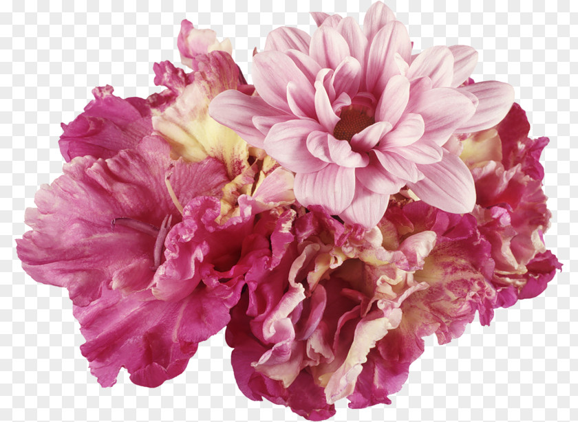 Flower Cut Flowers Carnation Petal Clip Art PNG