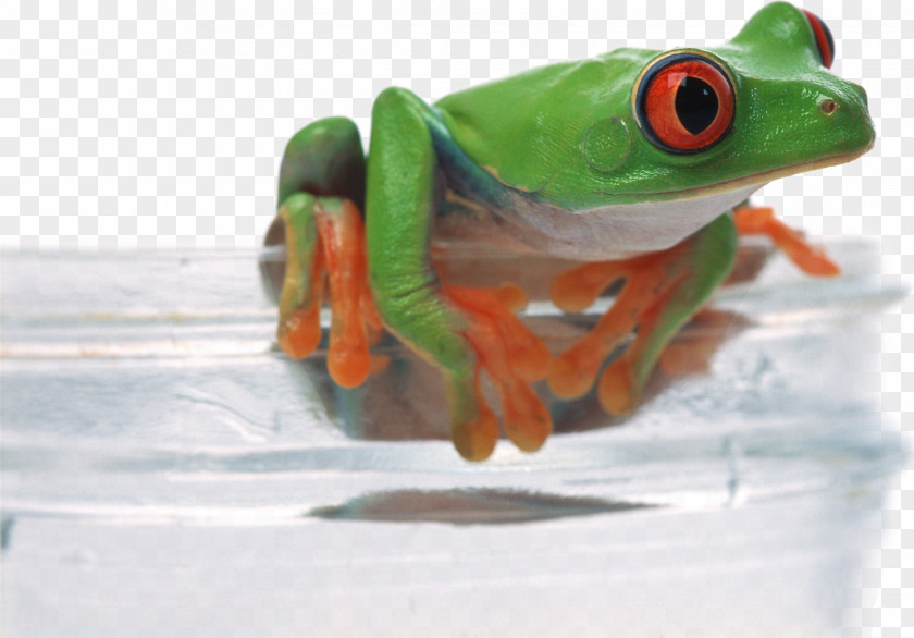 Frog On Glass Download Desktop Environment Wallpaper PNG