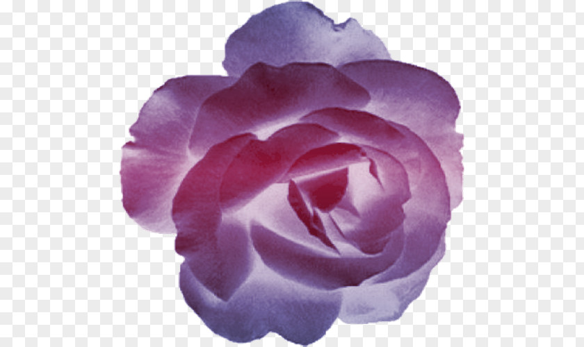 Traditional Culture Garden Roses Cabbage Rose Floribunda Cut Flowers Petal PNG
