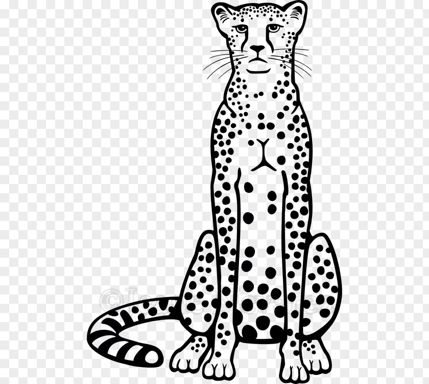 Cheetah Drawing Line Art PNG