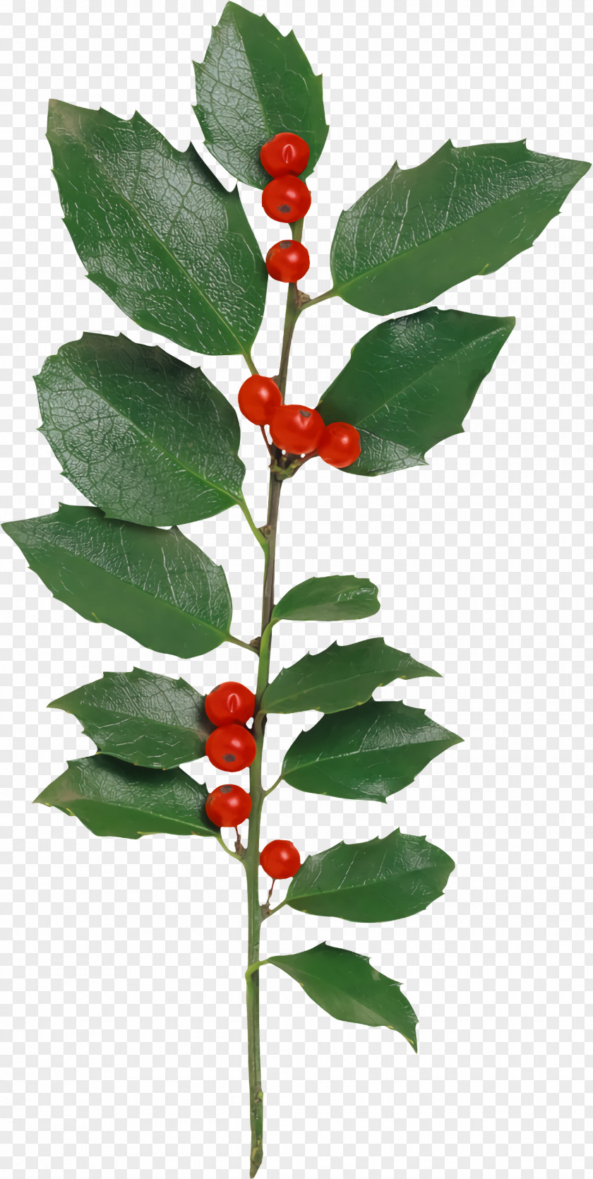Chokecherry Ilex Verticillataamerican Winterberry Christmas Holly PNG