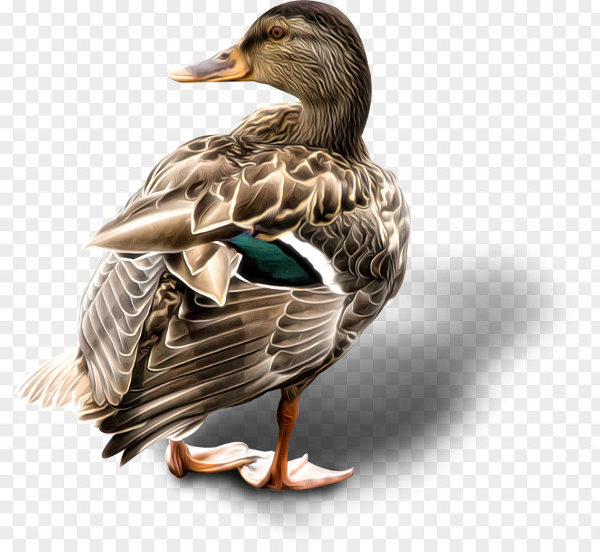 Duck Mallard Goose Cygnini American Pekin PNG