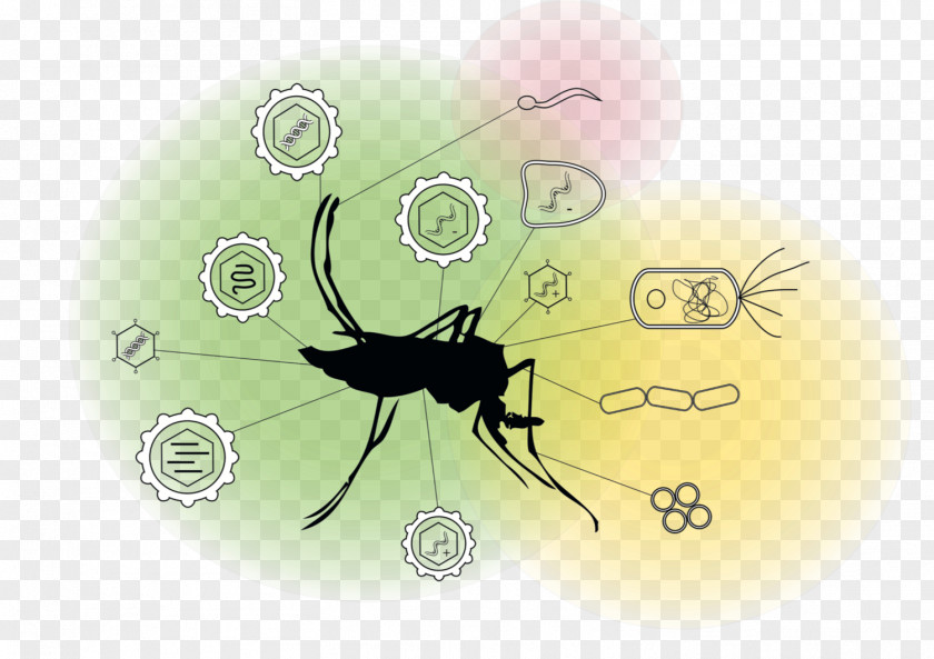 Parasite Spider Cartoon PNG