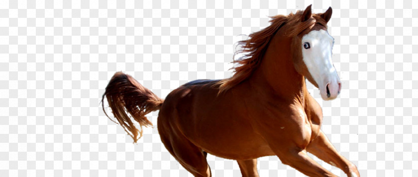 Quarter Horse Mane Mustang Stallion Foal Colt PNG