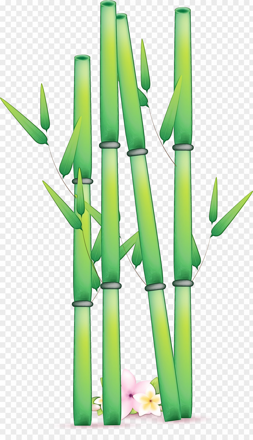 Vascular Plant Bamboo Shoot Green Stem Grass Family PNG