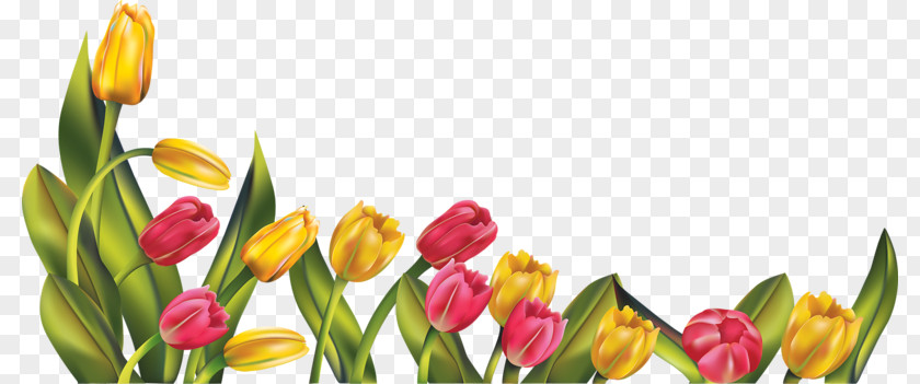 Yellow Tulips Tulip Flower Clip Art PNG