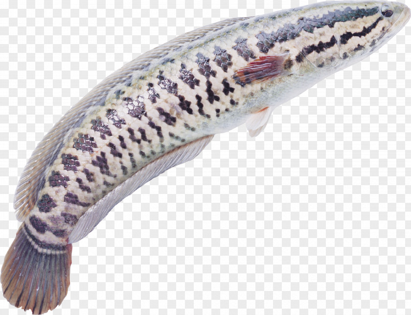 Fish Snakehead Seafood Meat PNG