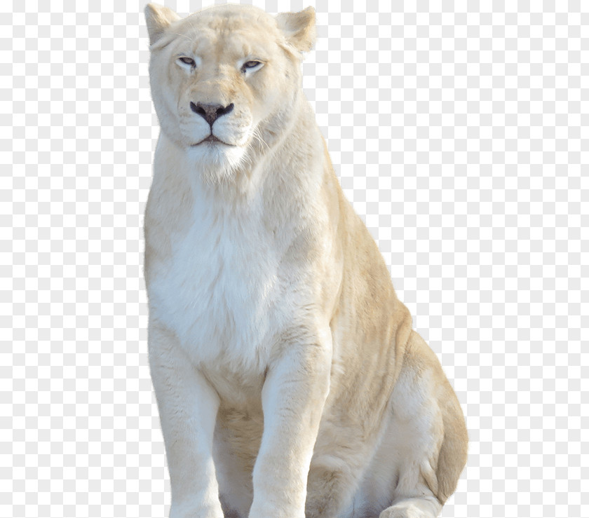 Lion White Cheetah Felidae Tiger PNG
