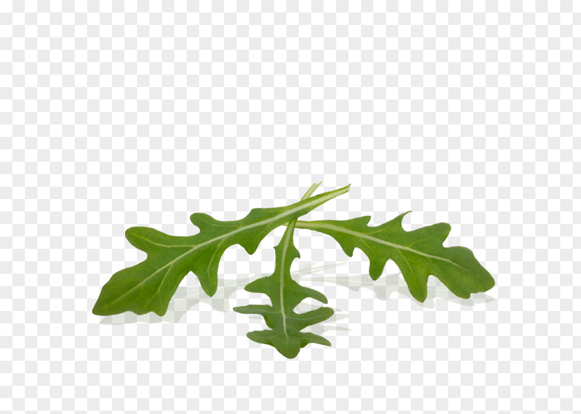 Rucula Pasta Rucola Vegetal Fusilli Leaf PNG