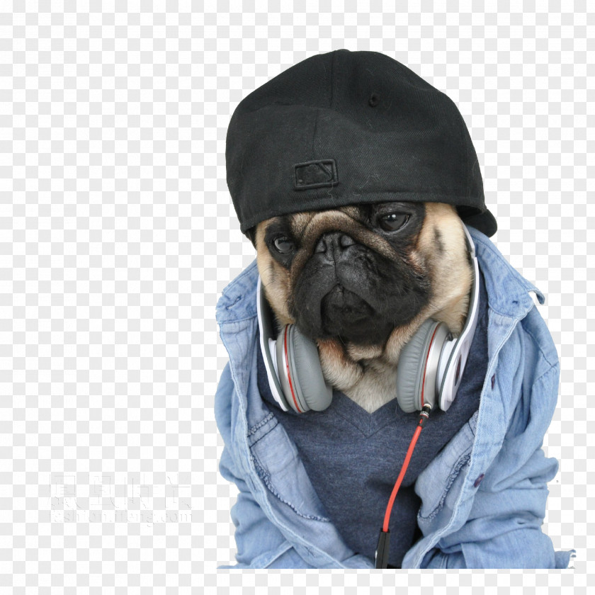 Wearing A Hat Puppy Pug Bulldog Netlore Fashion PNG