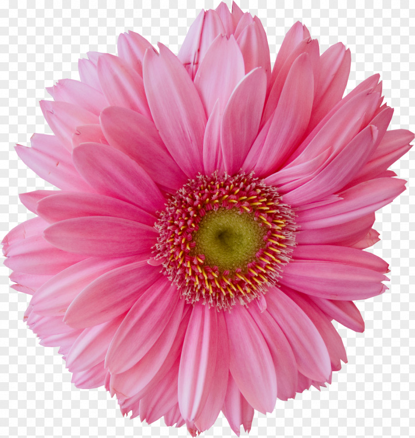 Chrysanthemum Marguerite Daisy Transvaal Cut Flowers Oxeye PNG