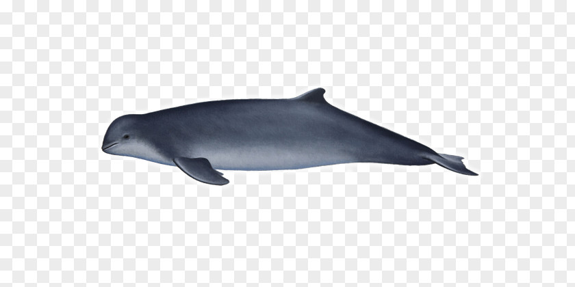 Dolphin Tucuxi Common Bottlenose Rough-toothed Short-beaked Wholphin PNG