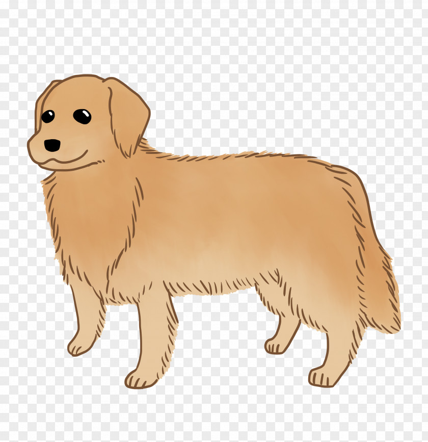 Golden Retriever Nova Scotia Duck Tolling Puppy Dog Breed Companion PNG