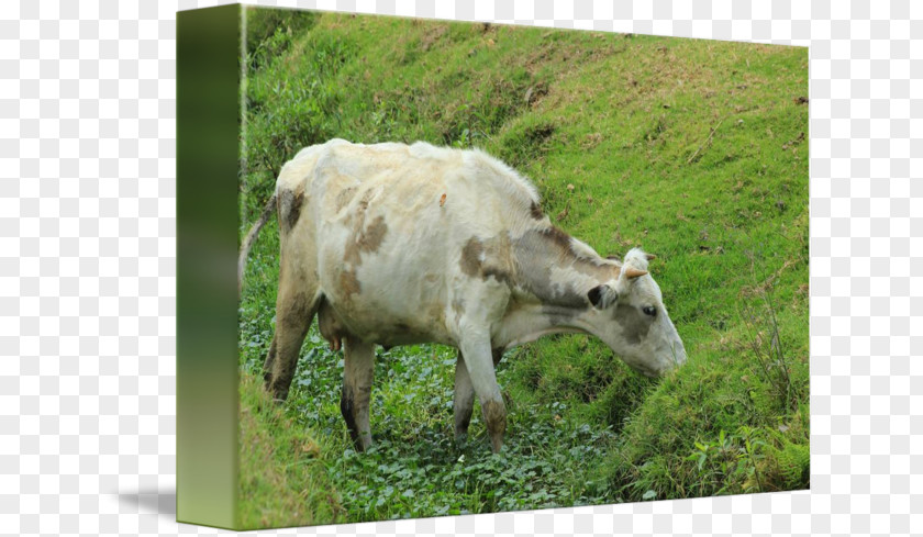 Grazing Cows Cattle Goat Pasture Fauna PNG