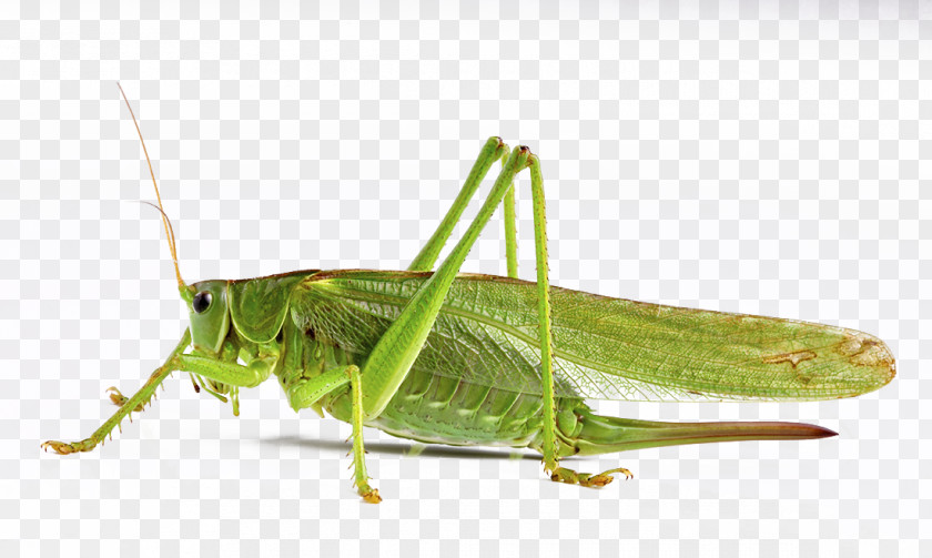 Ready To Take Off Grasshopper HD Photography Airplane PNG