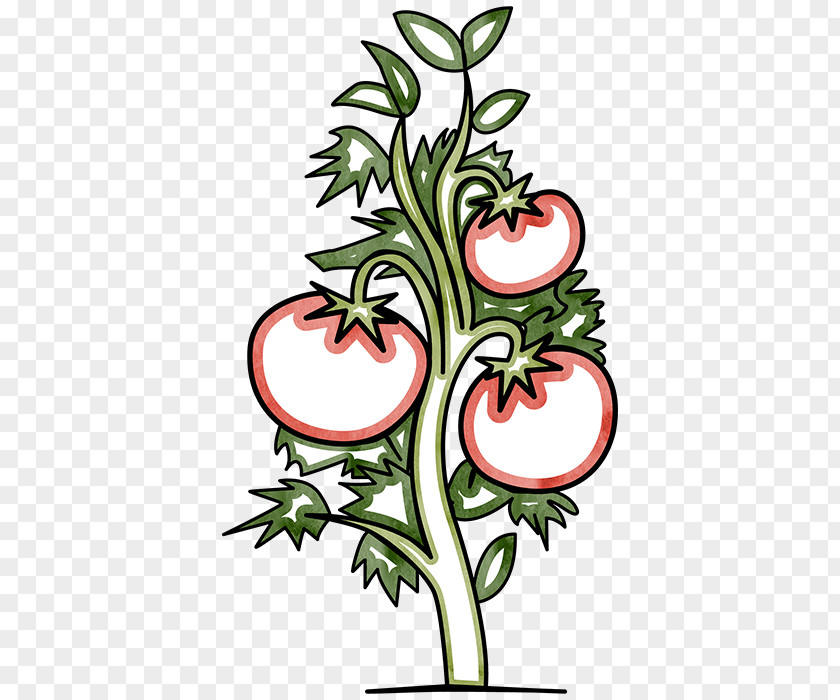 Tomato Floral Design Plant Cut Flowers PNG