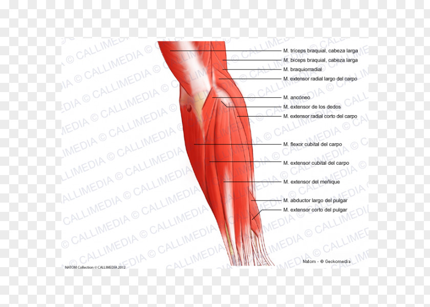 Arm Posterior Compartment Of The Forearm Elbow Muscle PNG