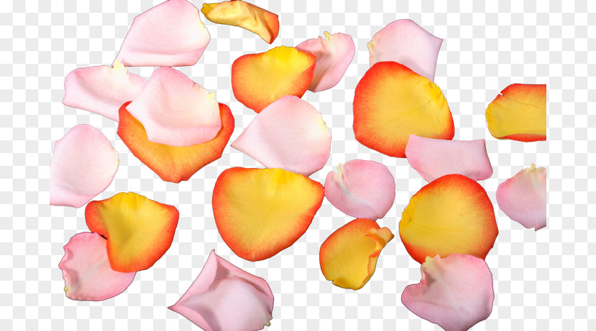 Flower Petal PhotoScape PNG