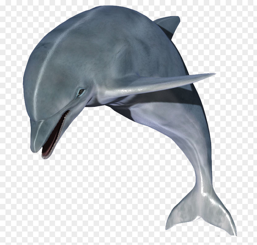 Jumping Dolphins Dolphin Clip Art PNG