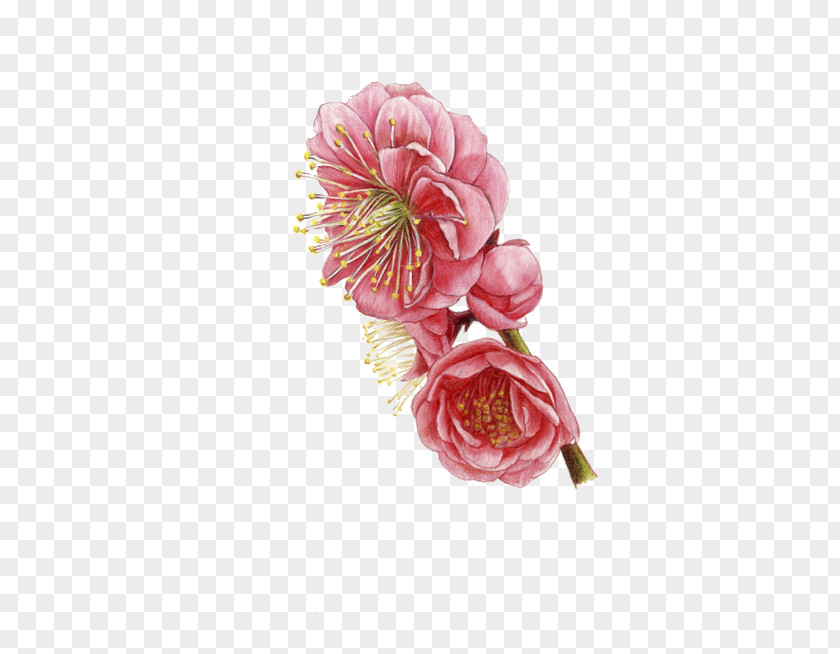 Plum Flower PNG