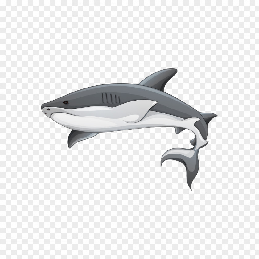 Shark Illustration Great White PNG