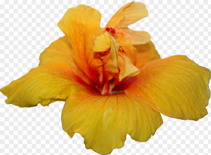 YELLOW Hibiscus Flower Color Clip Art PNG