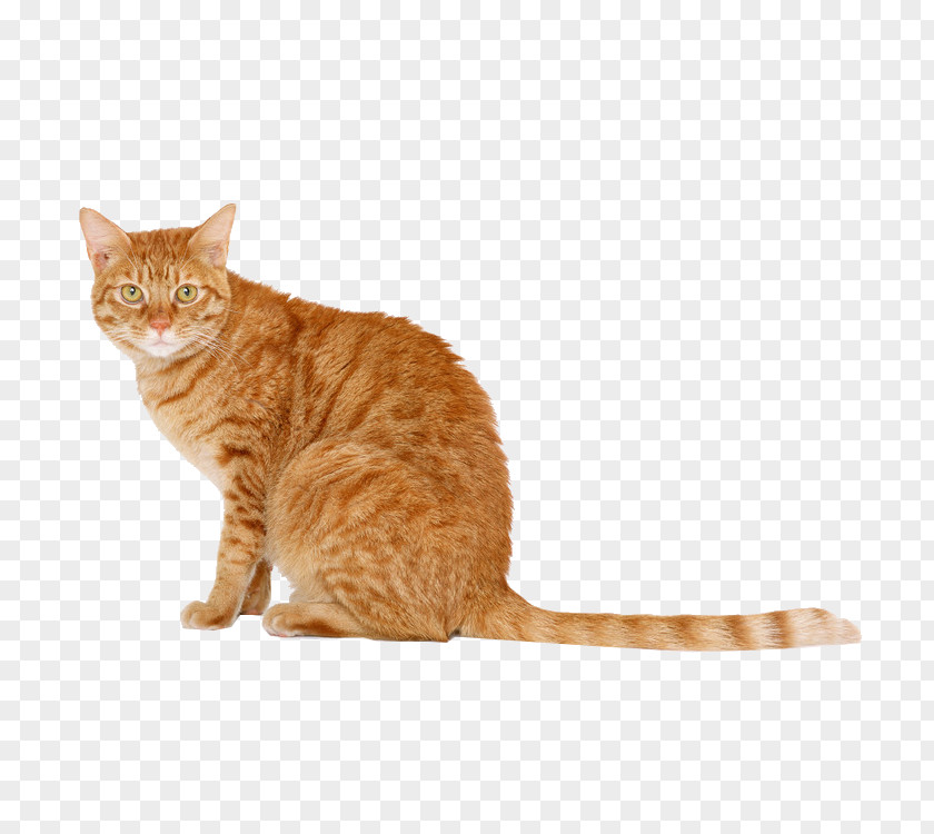 Cat Scottish Fold Snowshoe Persian Kitten Dog PNG
