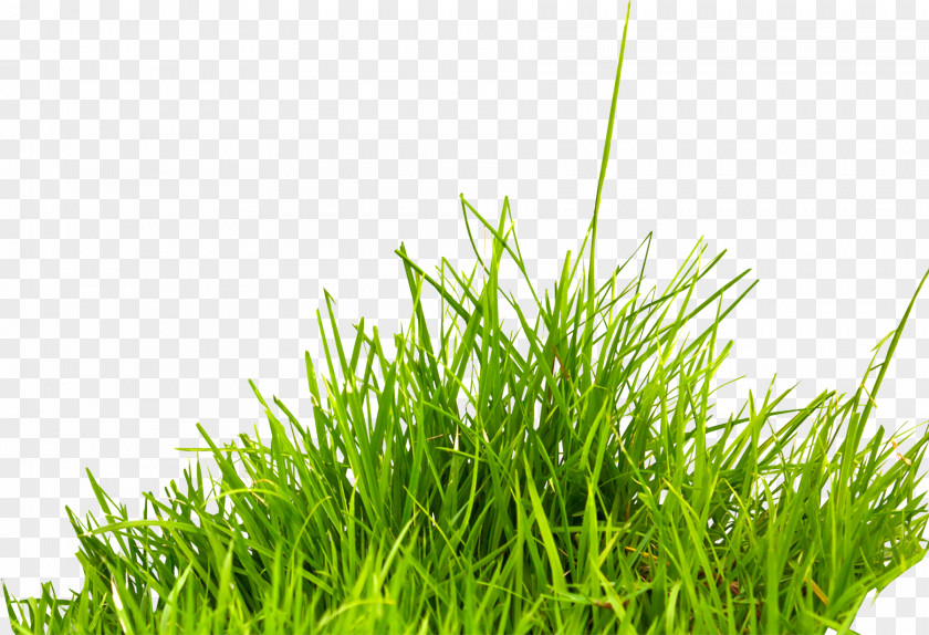 Grass Image, Green Picture Summer Information Icon PNG
