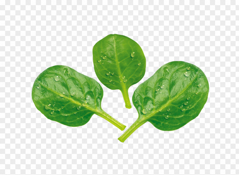 Leaf Vegetable Spinach Shoot Chard PNG