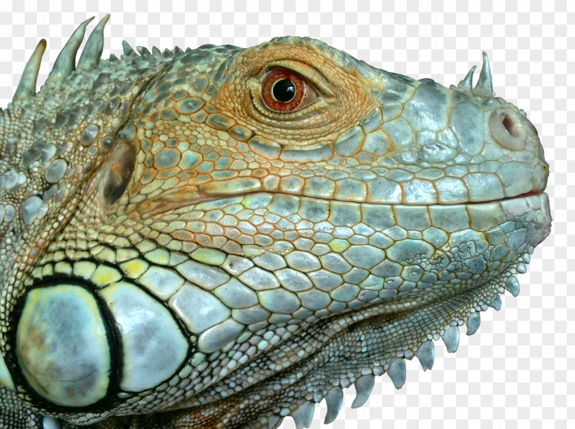 Lizard Reptile Green Iguana Clip Art Chameleons PNG