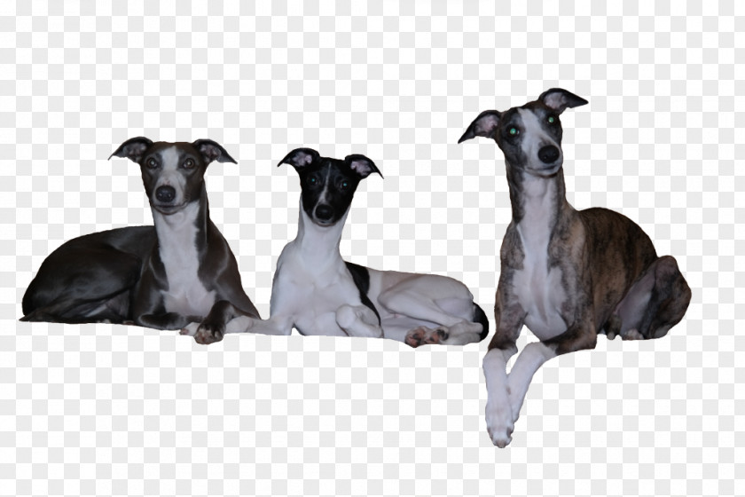 Whippet Italian Greyhound Spanish Sloughi PNG