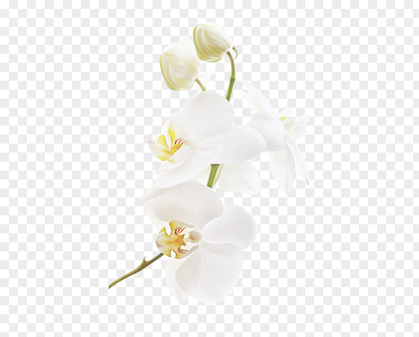 White Orchid Decoration Pattern Floral Design Wedding Ceremony Supply Cut Flowers PNG