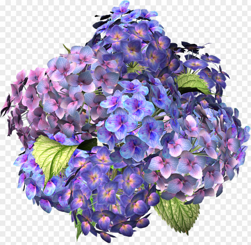 A Hydrangea Flower Desktop Wallpaper Clip Art PNG