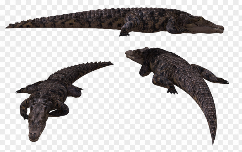 Alligator Crocodiles Animal PNG