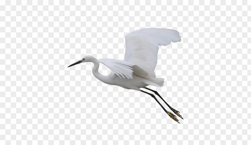 Flying Crane Bird Wader Goose Cygnini PNG