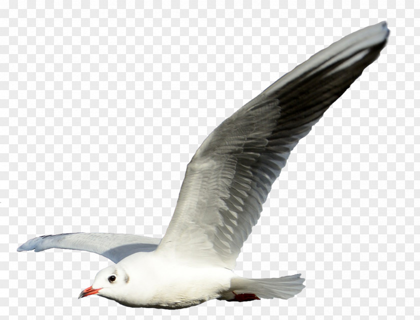 Gull Gulls Bird Flight Clip Art PNG