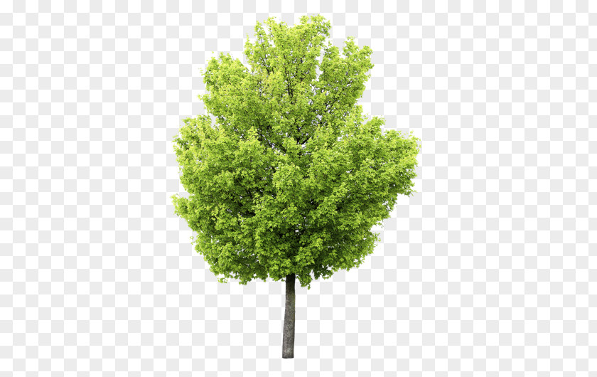 Tree Fototapet Paper Fond Blanc Green PNG
