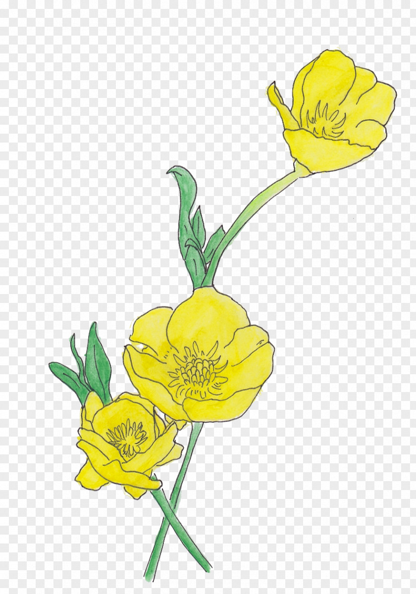 Flower Floral Design Ranunculus Repens Drawing Petal PNG