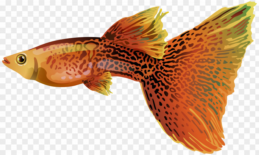 Goldfish Guppy Fish Clip Art PNG