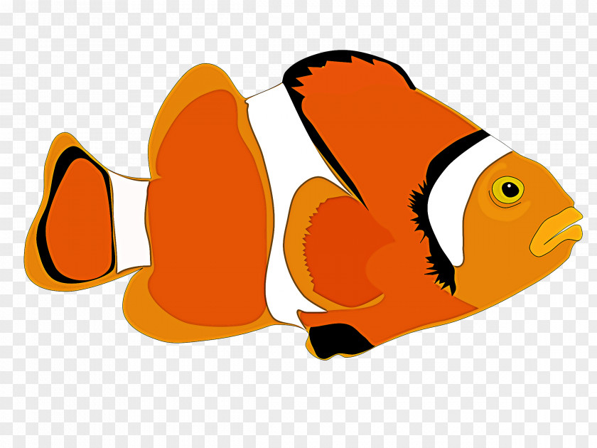 Anemone Fish Pomacentridae Clownfish PNG
