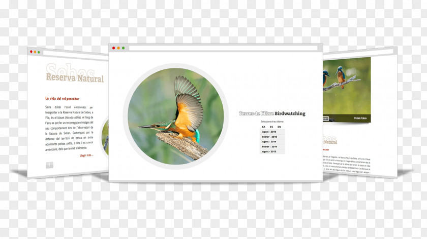 Bird Watcher Brand Organism PNG