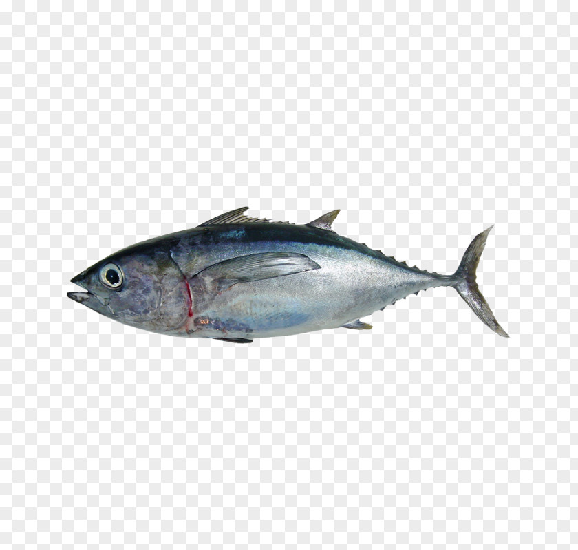 Fish Mackerel Albacore Atlantic Bluefin Tuna Pacific Southern PNG