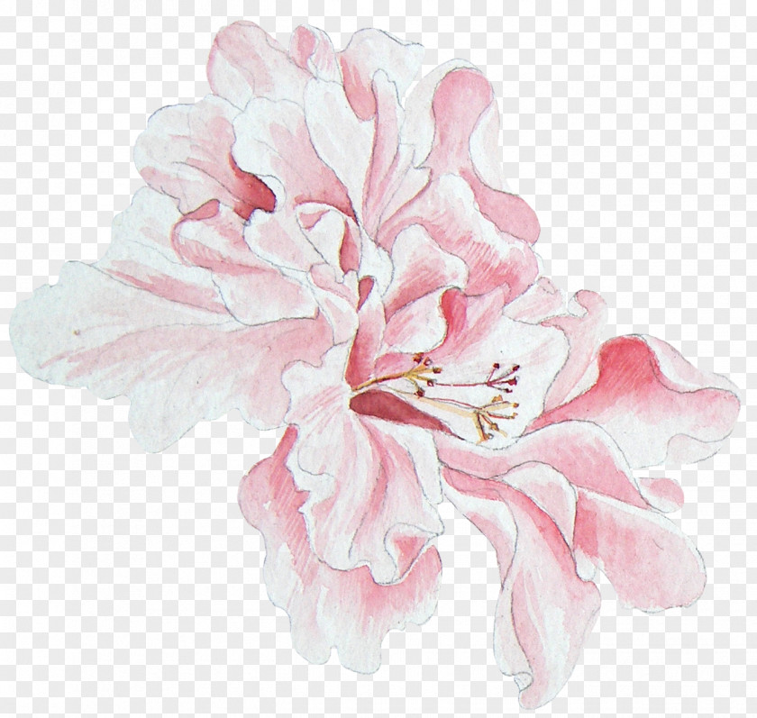 Hand-painted Peony Floral Design Watercolor Painting PNG