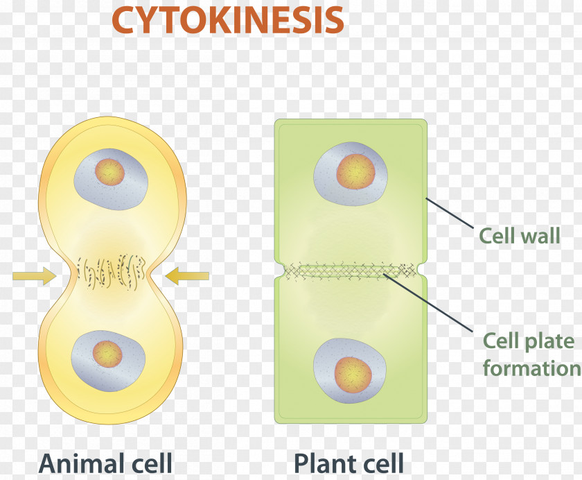 Mitosis Cytokinesis Cell Division Chromosome PNG