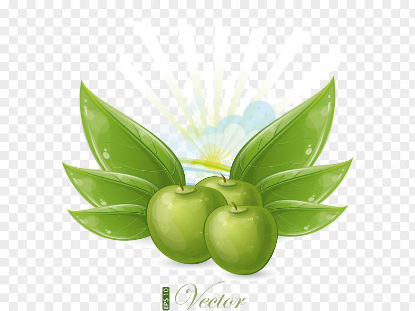 Painted Green Apple PNG