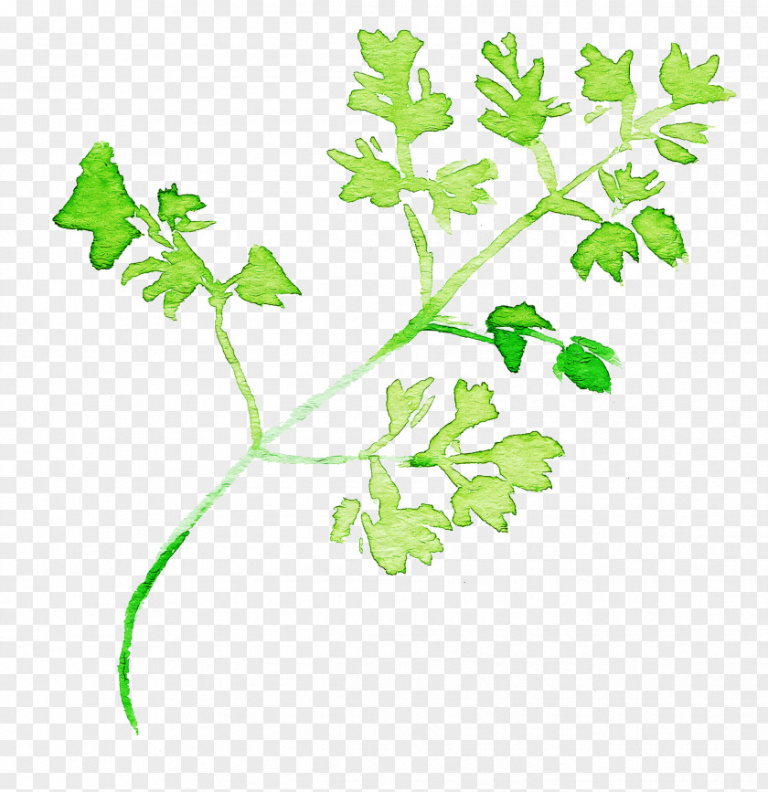 Parsley PNG