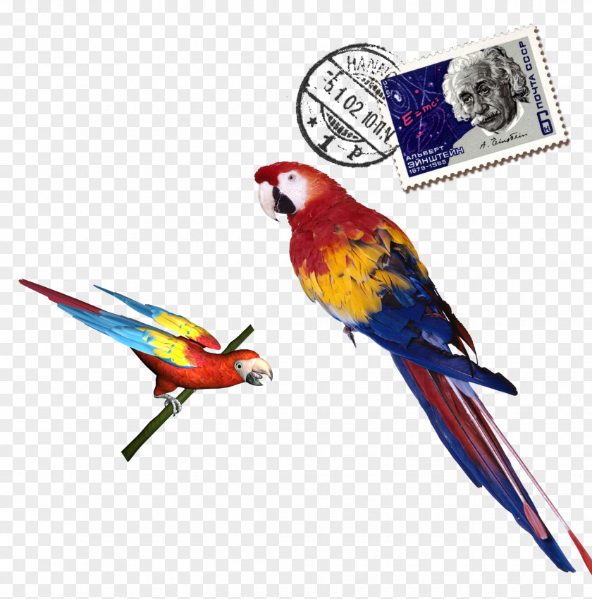 Colored Parrot Stamps Download PNG