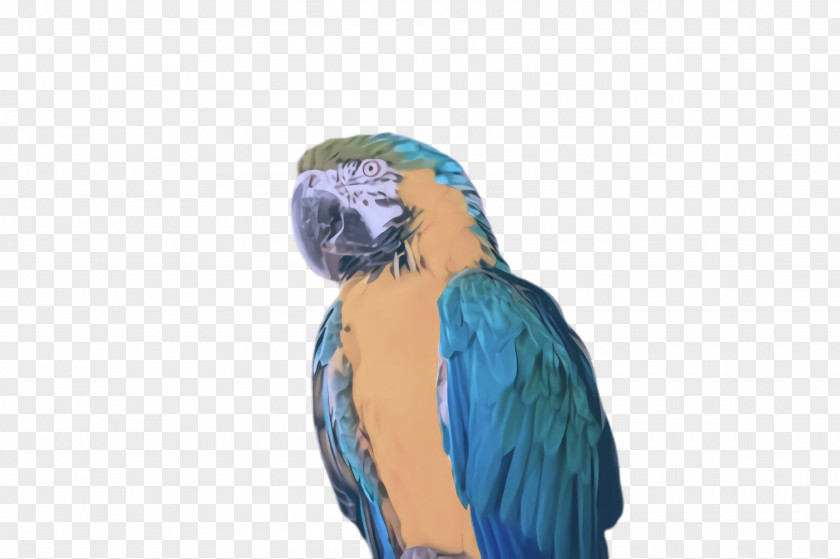 Feather Parakeet PNG