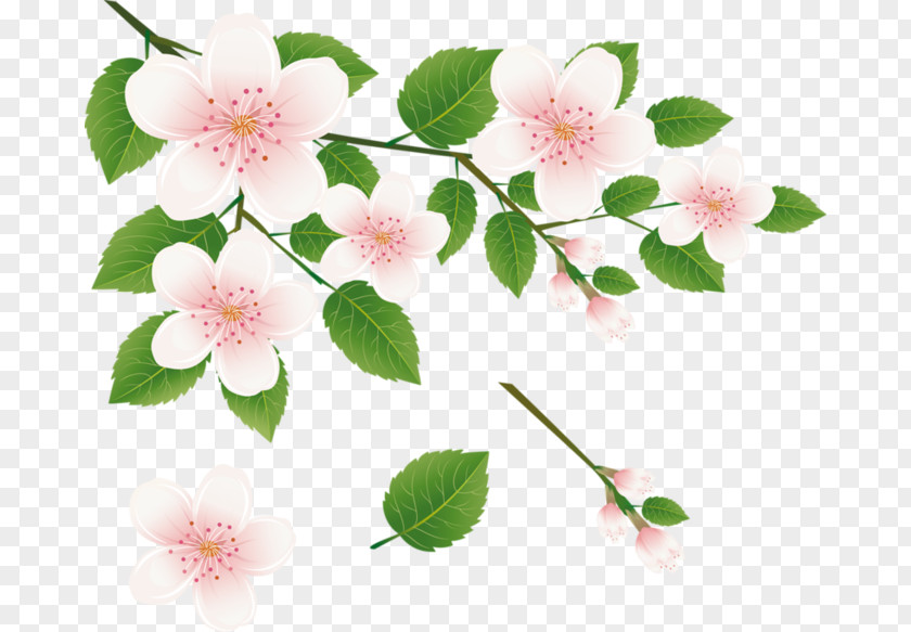 Flower Desktop Wallpaper Art Clip PNG