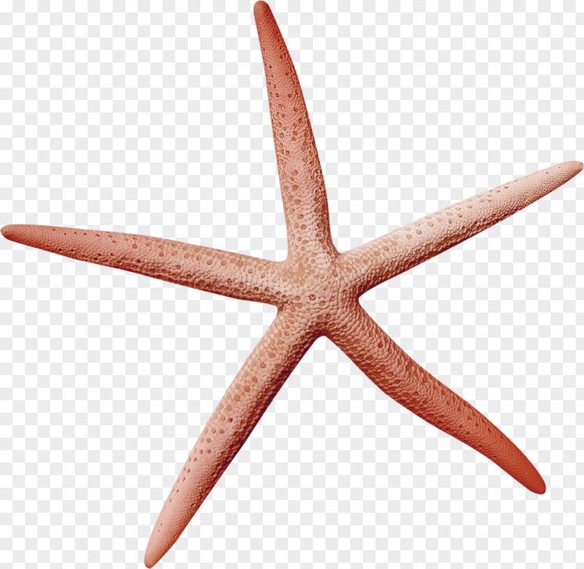 Brown Simple Starfish Decorative Patterns Icon PNG